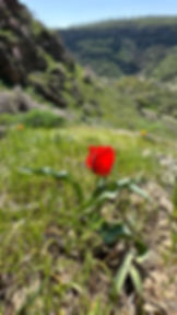 Jauqazyn Festival 2023