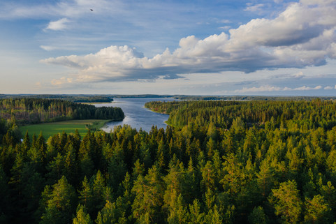 Forest and lake