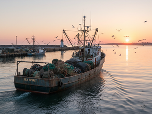 Investing in Fishing Business