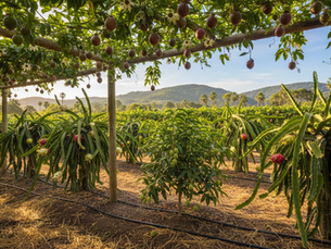 Investing in Exotic Fruits