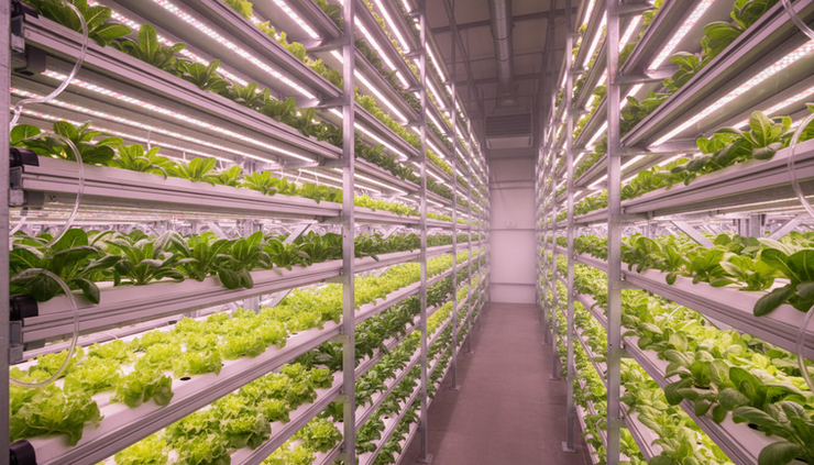 Wide-angle view of vertical leafy greens growing under LED lights
