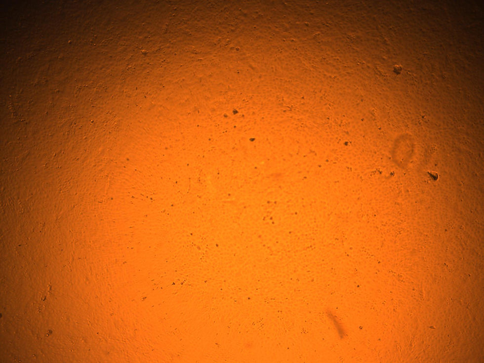 MDCK 0102 C830620S day2