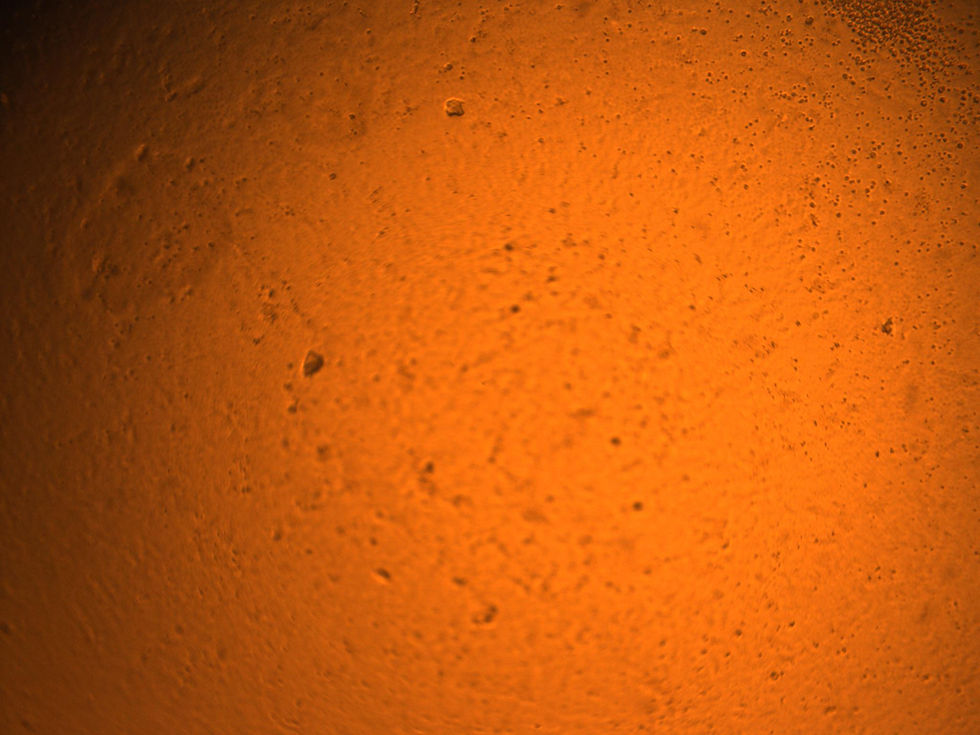 MDCK 0102 C830620S day3