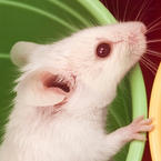 Programs at the Animal Behavior Institute