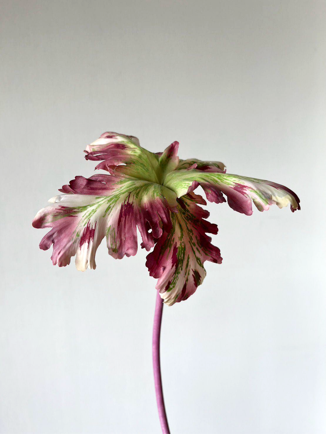 REEVEIN STUDIOS "Tulip bell" Lavender blush