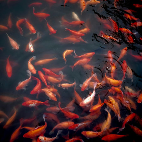 Oranje vissen in water