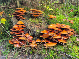 Paddenstoelen in het bos