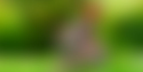 Haas in het veld met bloem in mond