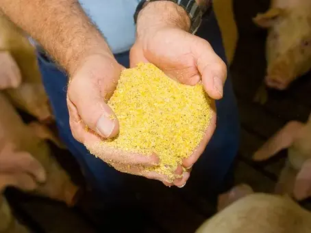 ABIOVE Lowers Soybean Production Forecast and Maintains Crushing Estimates for the 2023/24 Season