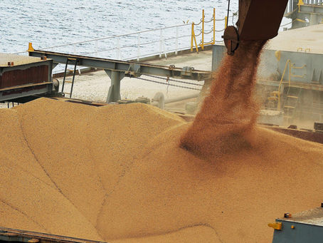 Soybeans Remain Steady in Chicago, Slight Gains on Tuesday