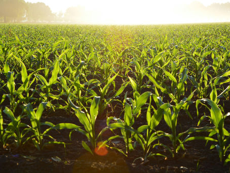Every four days, a new market has opened for agriculture this year