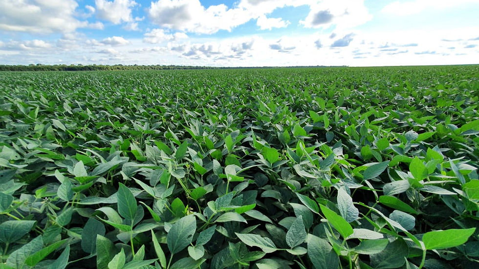 soybean