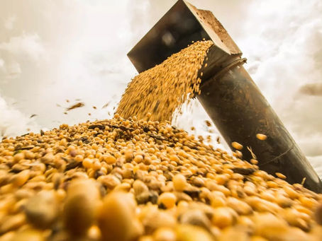 Soybean Prices Rise Nearly 1% in Chicago This Tuesday Morning, Continuing to Follow Soybean Oil