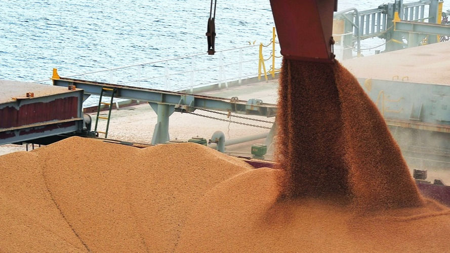 soybean
