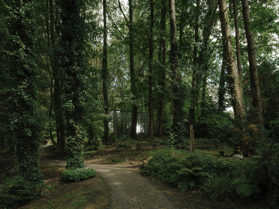 Distant view of Haus der Klage — mirrored cube subtly integrated into dense forest environment