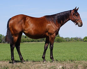 2022 Bay Filly