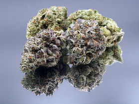 Big Apple X Kush Mints