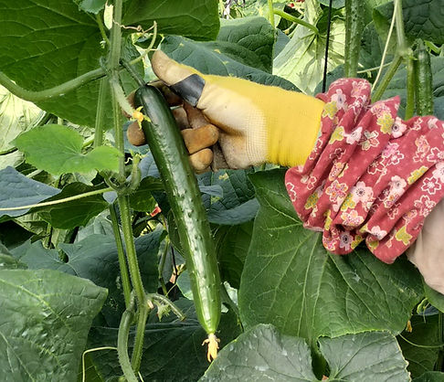きゅうりの収穫.jpg