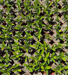 plantacion viburnum lucidum