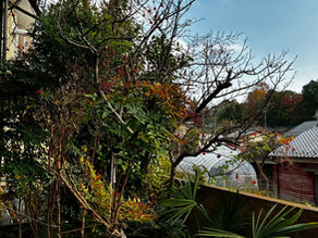 【八王子 片付け】庭木の伐採もまとめて対応しました｜空き家整理事例