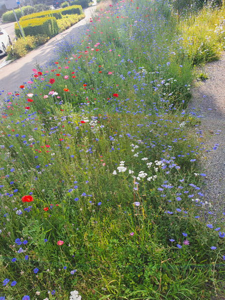 Wildblumen