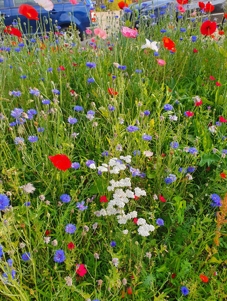 Wildblumen