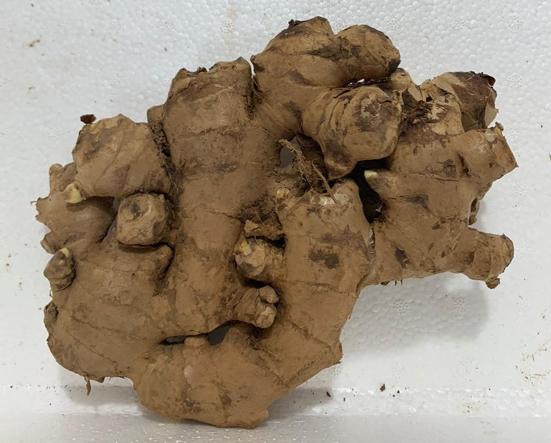 Ginger (文冬姜)