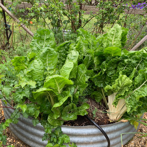 Greens.jpeg