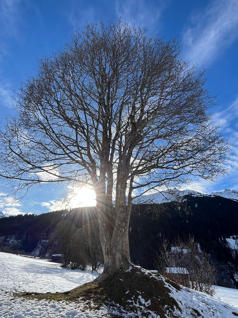 Bosca Herzbaum.jpg