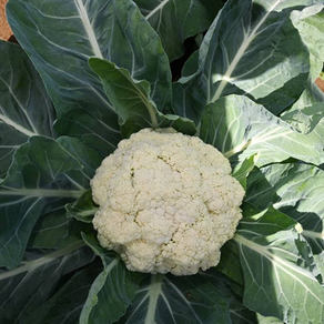 Lancement du chou-fleur “Local Cream”