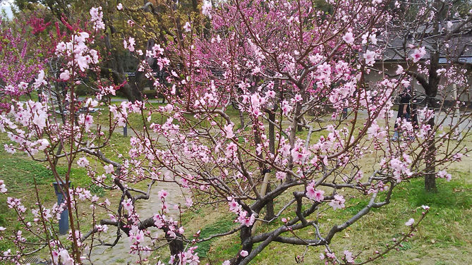 花見