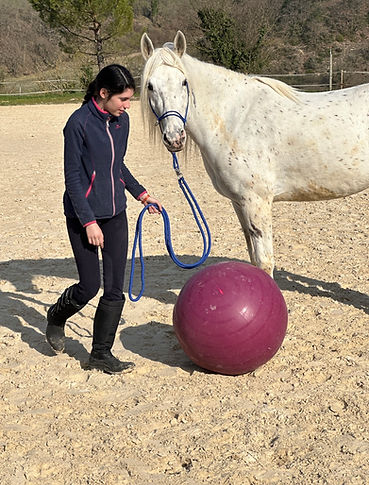 equifeel equitation romanaise