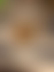 Craving Canadian Cuisine?