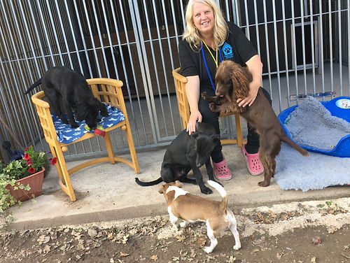 we always offer the best care and love for each and every dog