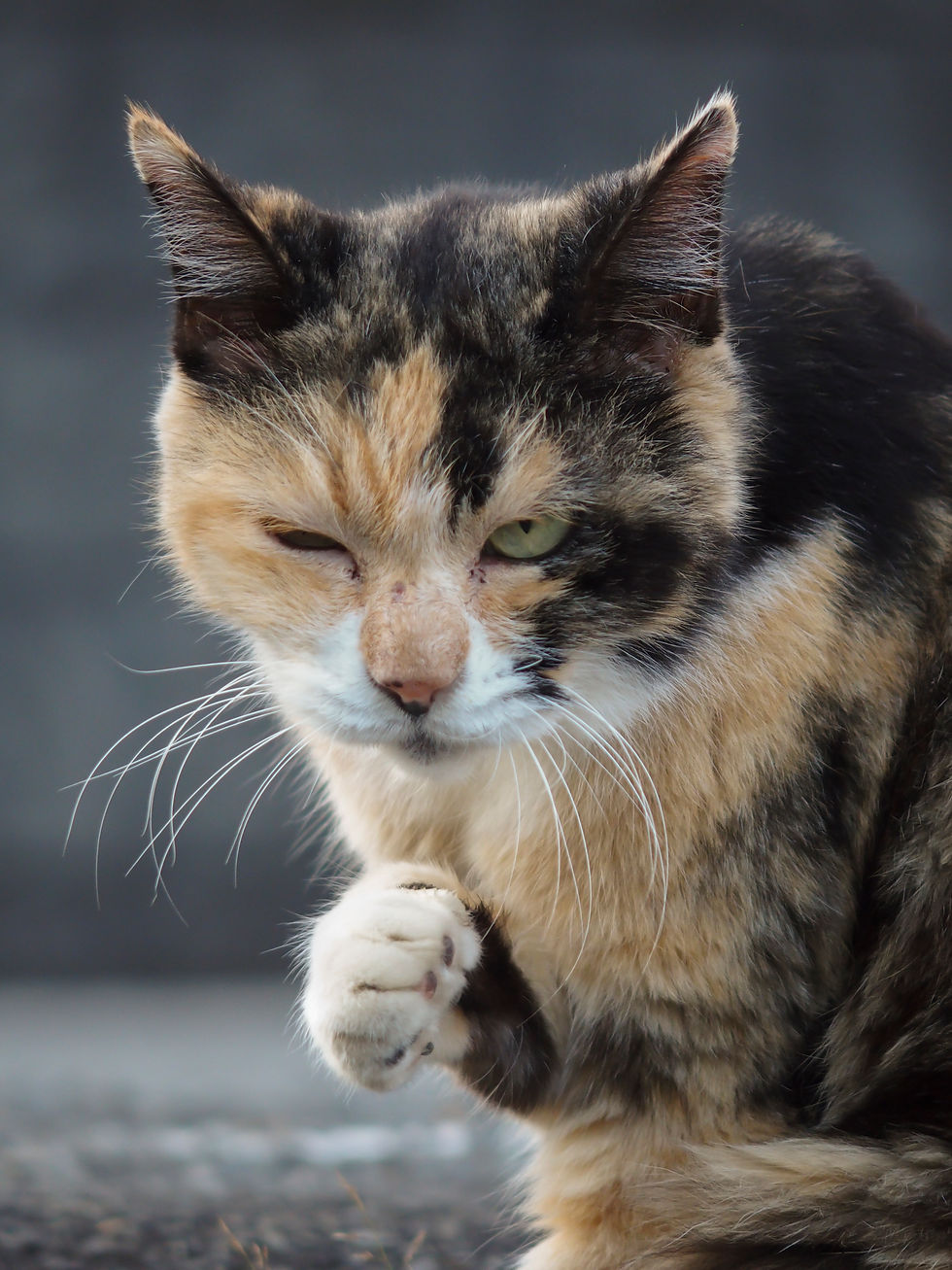 サムネイル： 2023calendar「柚野の猫」