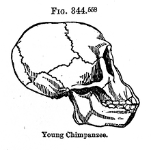 skull 3.png