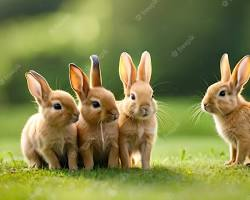 rabbits