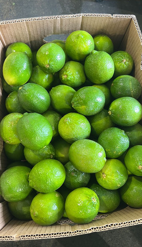 Limes | Ofv Wholesale Distri