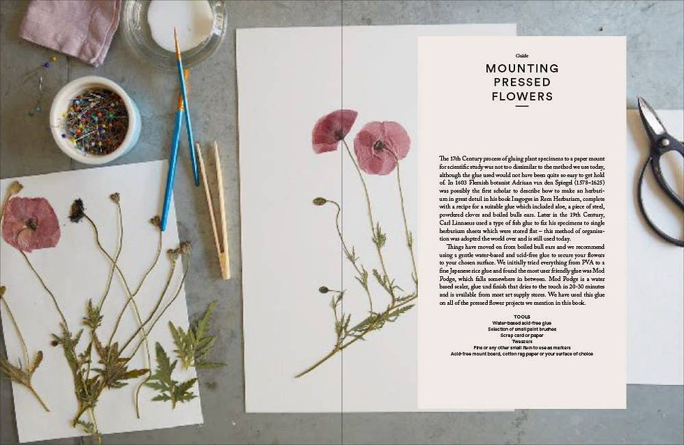 Thumbnail: The Modern Flower Press