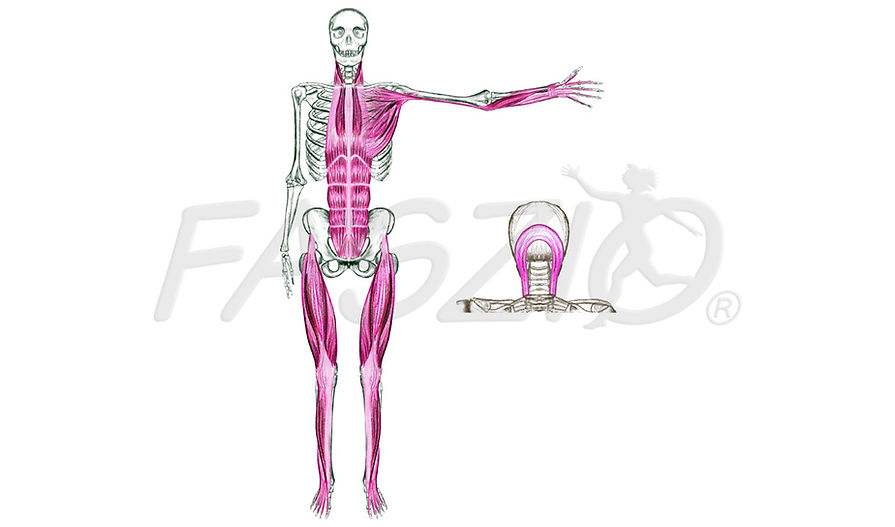 Fasziale-Vorderleitbahn-FASZIO®.jpg
