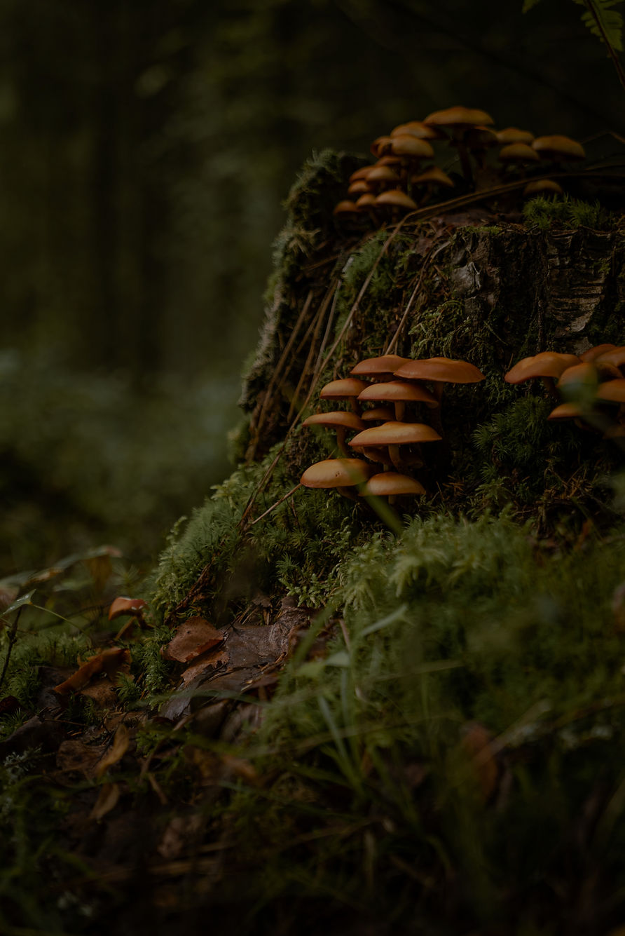 Mushrooms on the moss in the green forest_edited.jpg