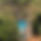 Thumbnail: Catucaí