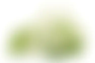 Angelica (Archangelica)