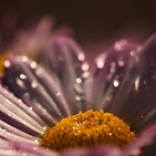 IMG_6242.JPG