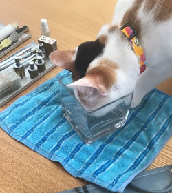 アシスタント猫