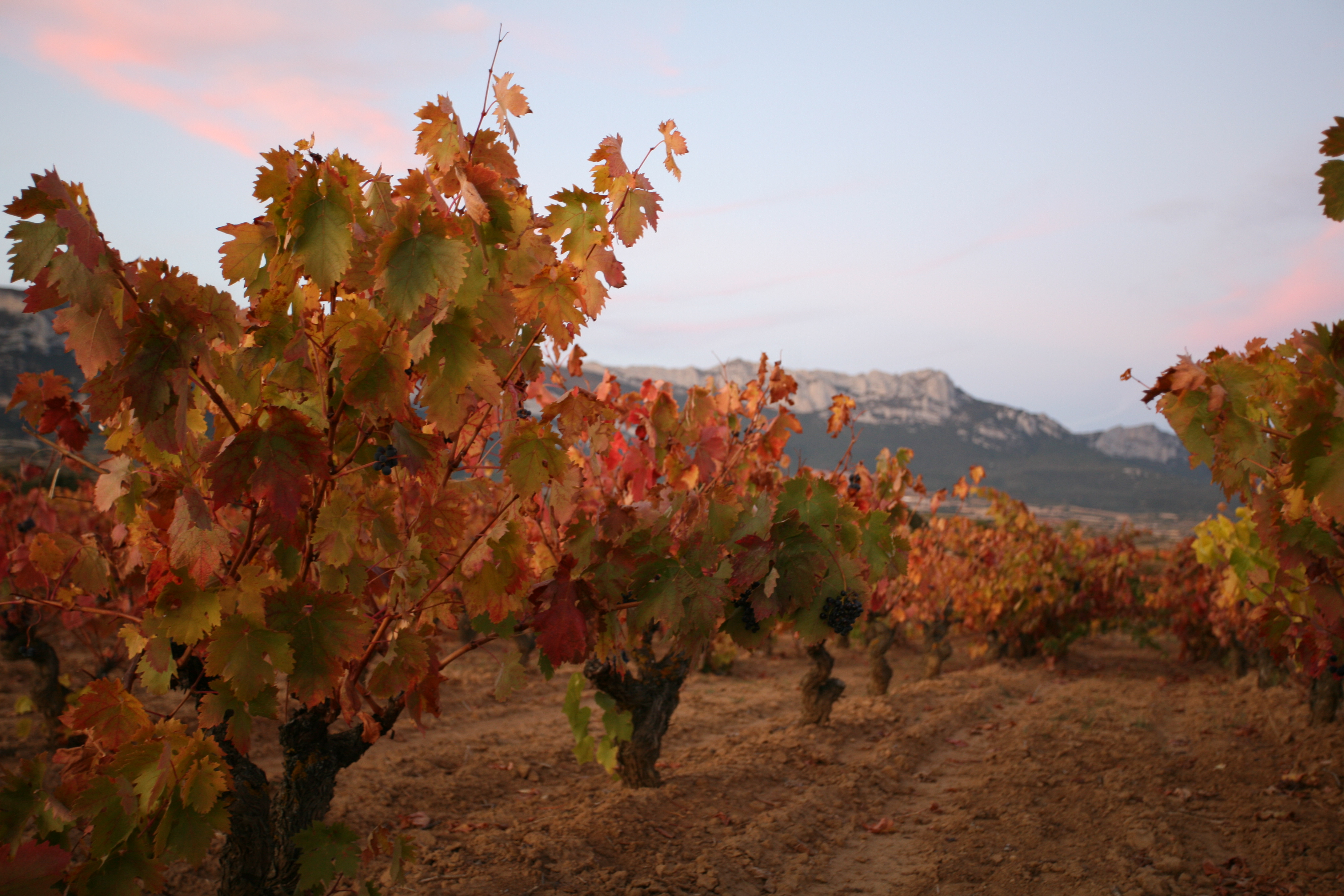 Copia de IMG_0147.JPG