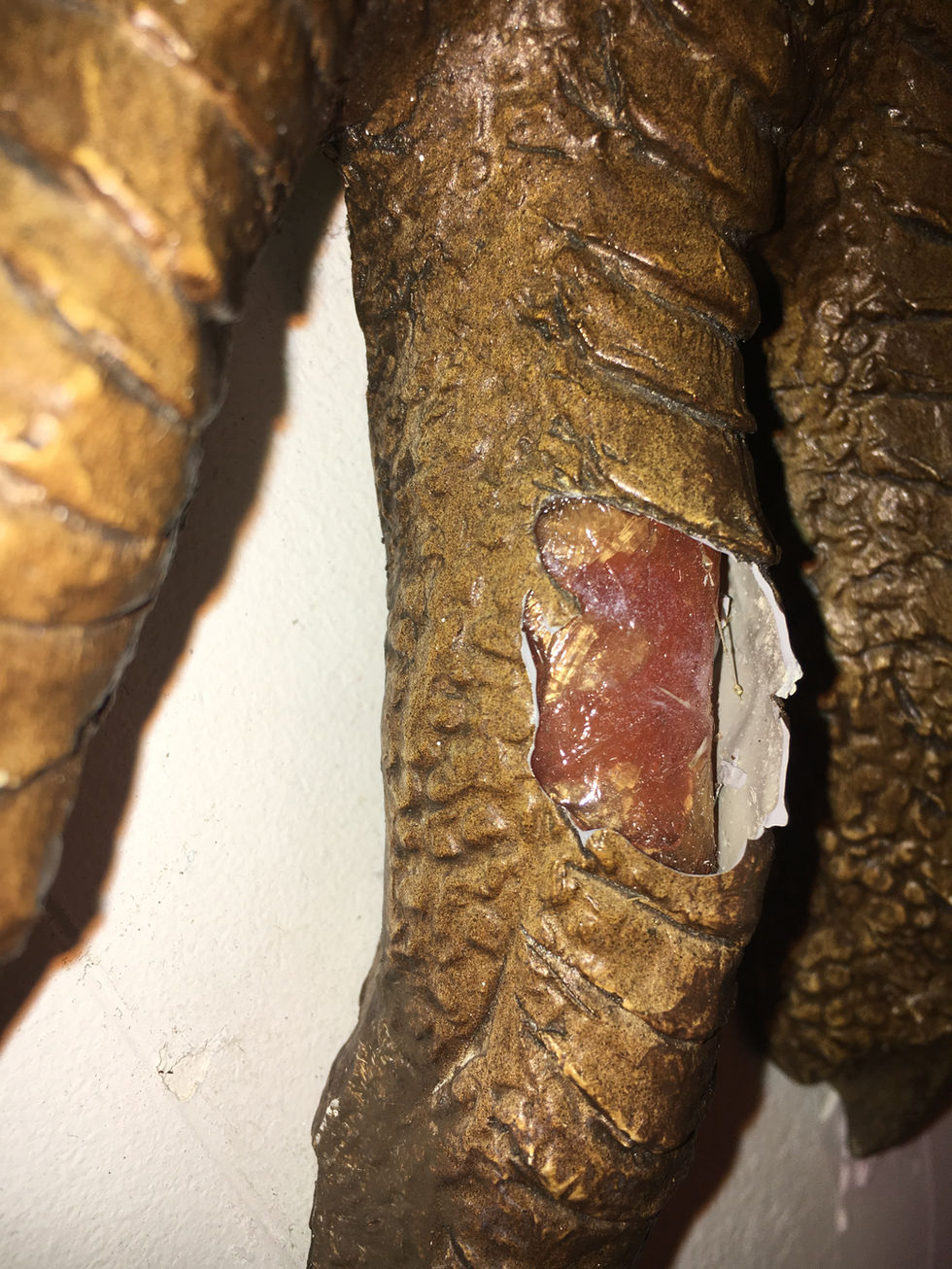 Dimetrodon Toe Damage