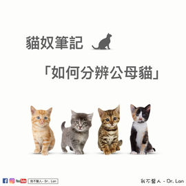如何分辨公母貓