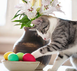 快過年了,哪些常用的植物容易造成毛小孩中毒呢?