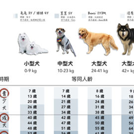 我的狗幾歲了